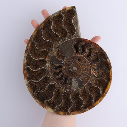 Ammonite Pair - Expert Wholesale and Supplier of Wholesale Crystals & Bulk Gemstones, ["Ammonite","Madagascar","shells"]