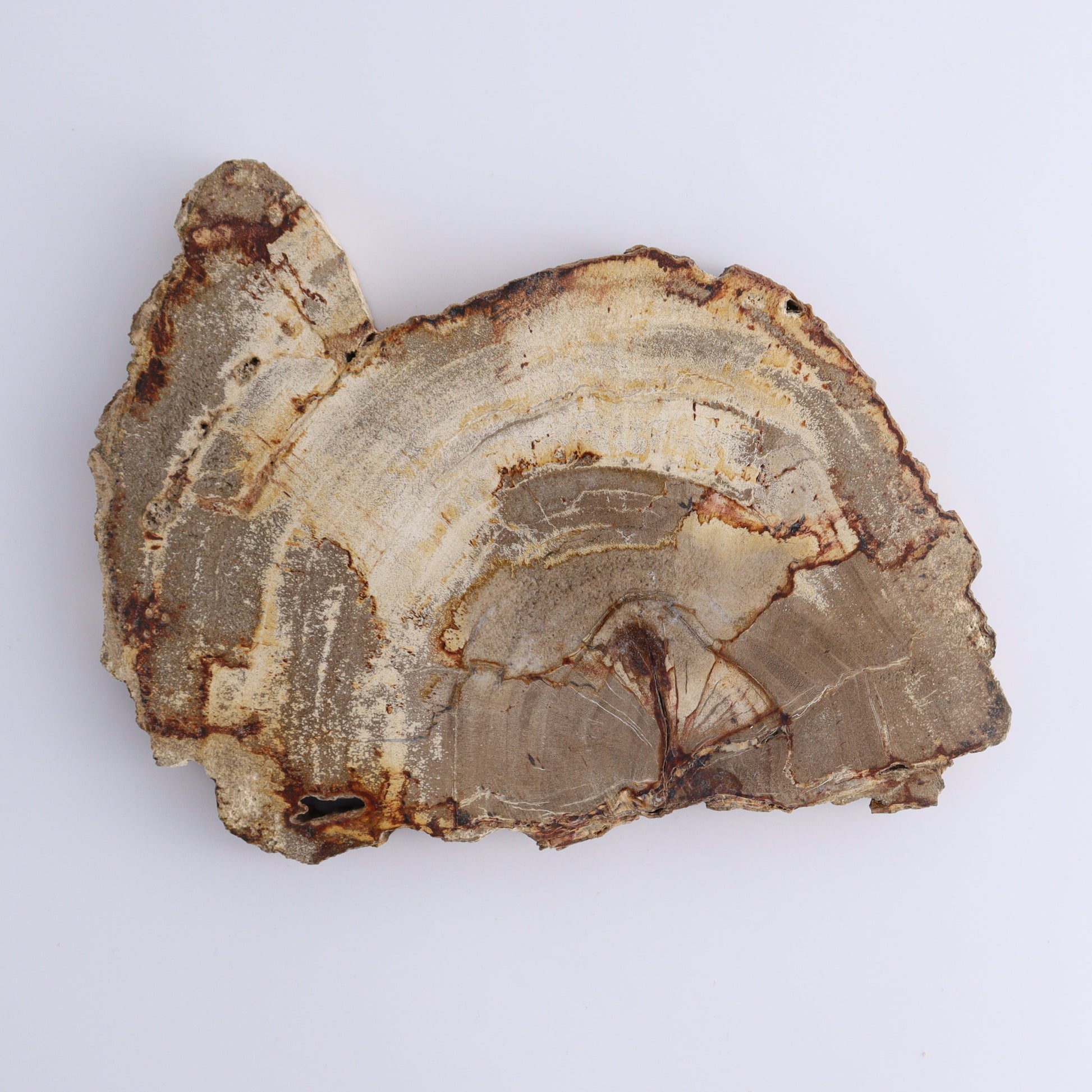 Petrified Wood Slices & Slabs Set of 3 - Expert Wholesale and Supplier of Wholesale Crystals & Bulk Gemstones, ["Freeforms","Indonesia","Petrified Wood","Slices and Slabs"]