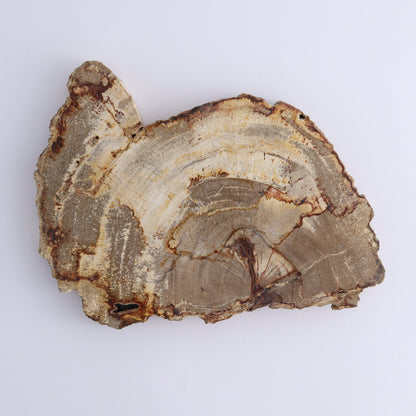 Petrified Wood Slices & Slabs Set of 3 - Expert Wholesale and Supplier of Wholesale Crystals & Bulk Gemstones, ["Freeforms","Indonesia","Petrified Wood","Slices and Slabs"]