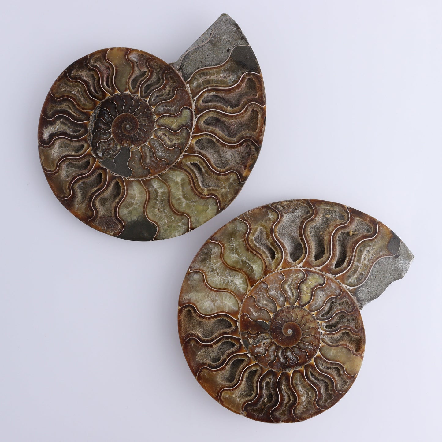 Ammonite Pair - Expert Wholesale and Supplier of Wholesale Crystals & Bulk Gemstones, ["Ammonite","Madagascar","shells"]