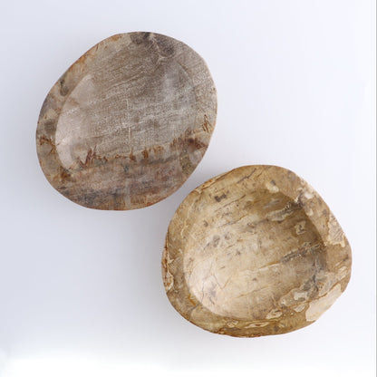 One Petrified Wood Brown Polished Bowl