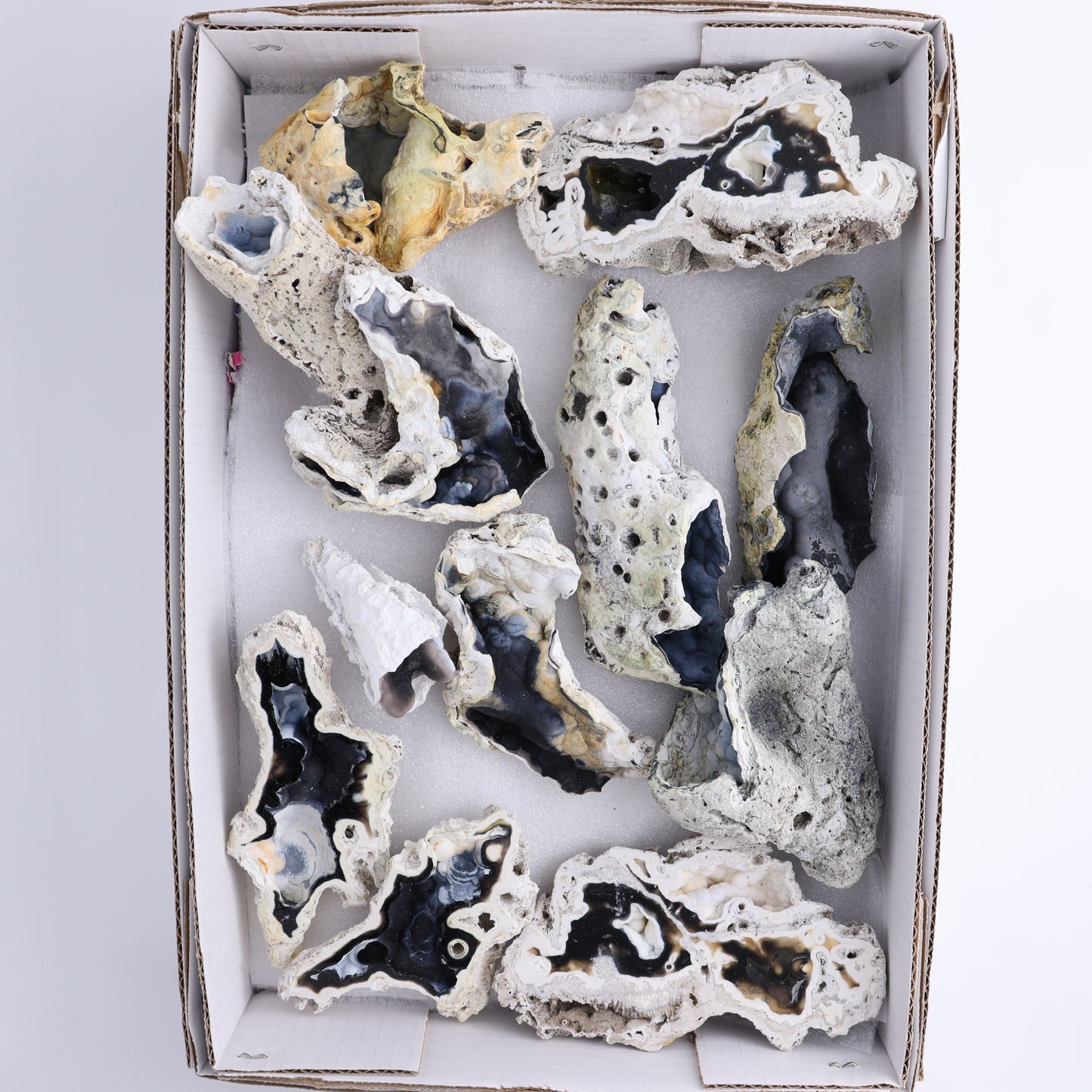 Agatized Coral Flat - Expert Wholesale and Supplier of Wholesale Crystals & Bulk Gemstones, ["Agate","Agatized Coral","Coral","United States"]