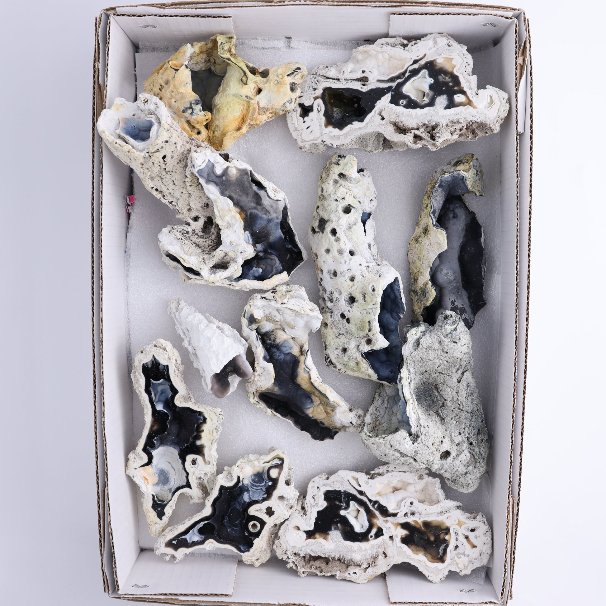 Agatized Coral Flat - Expert Wholesale and Supplier of Wholesale Crystals & Bulk Gemstones, ["Agate","Agatized Coral","Coral","United States"]