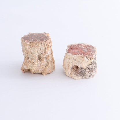 Petrified Wood Cut Bases Set of 10 - Expert Wholesale and Supplier of Wholesale Crystals & Bulk Gemstones, ["Cut Base","Petrified Wood"]