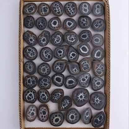 Septarian Geodes Flat - Expert Wholesale and Supplier of Wholesale Crystals & Bulk Gemstones, ["Geodes","Septarian"]