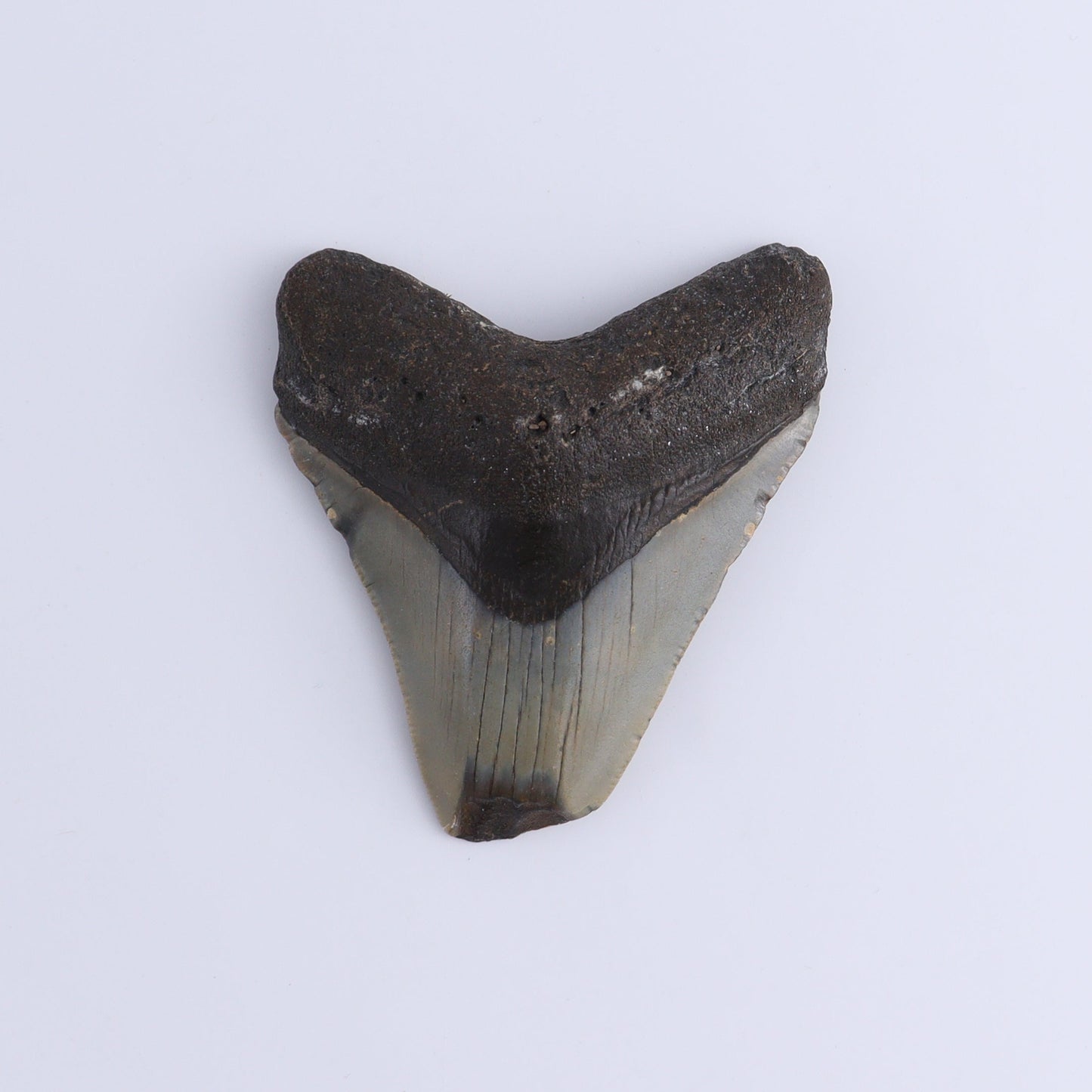 Megalodon Teeth Set of 3 - Expert Wholesale and Supplier of Wholesale Crystals & Bulk Gemstones, ["Megalodon Teeth","United States"]