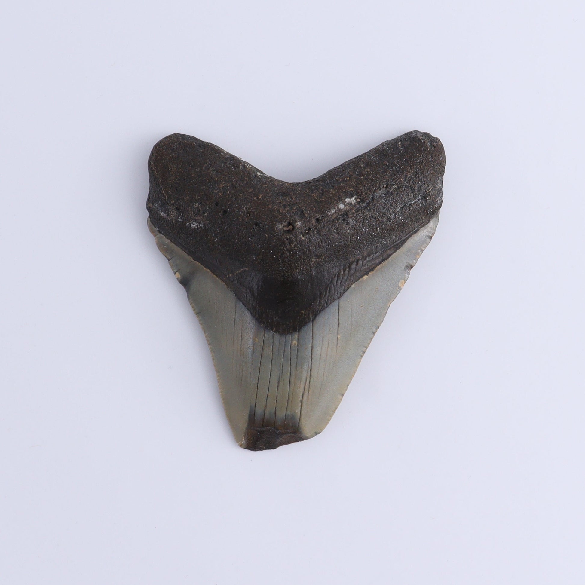 Megalodon Teeth Set of 3 - Expert Wholesale and Supplier of Wholesale Crystals & Bulk Gemstones, ["Megalodon Teeth","United States"]