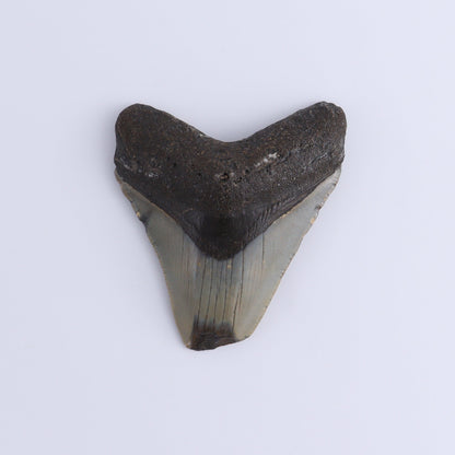 Megalodon Teeth Set of 3 - Expert Wholesale and Supplier of Wholesale Crystals & Bulk Gemstones, ["Megalodon Teeth","United States"]