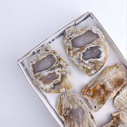 Agatized Coral Flat