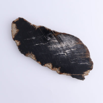 Petrified Wood Slices & Slabs Set of 4 - Expert Wholesale and Supplier of Wholesale Crystals & Bulk Gemstones, ["Freeforms","Indonesia","Petrified Wood","Slices and Slabs"]