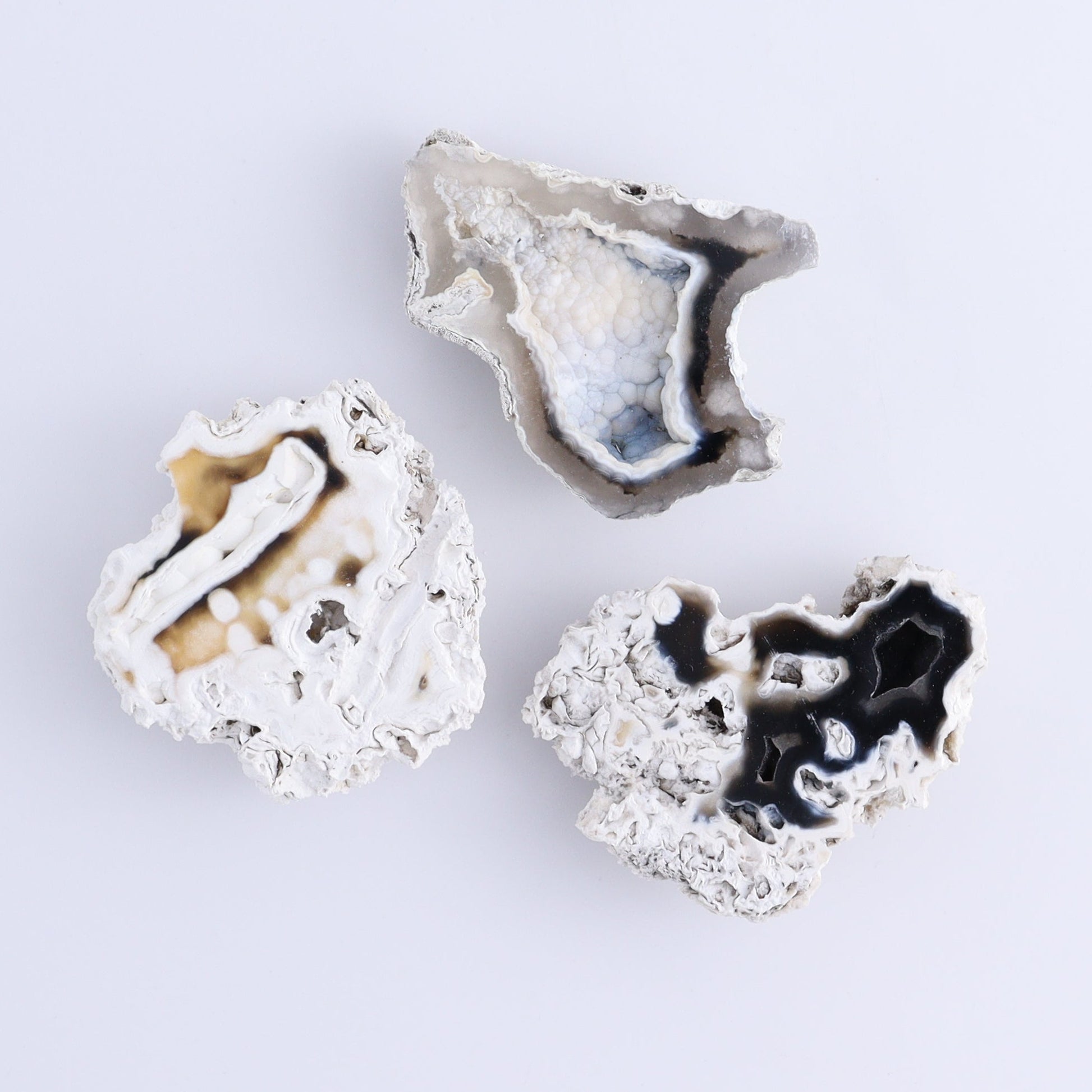 Agatized Coral Flat - Expert Wholesale and Supplier of Wholesale Crystals & Bulk Gemstones, ["Agate","Agatized Coral","Coral","United States"]