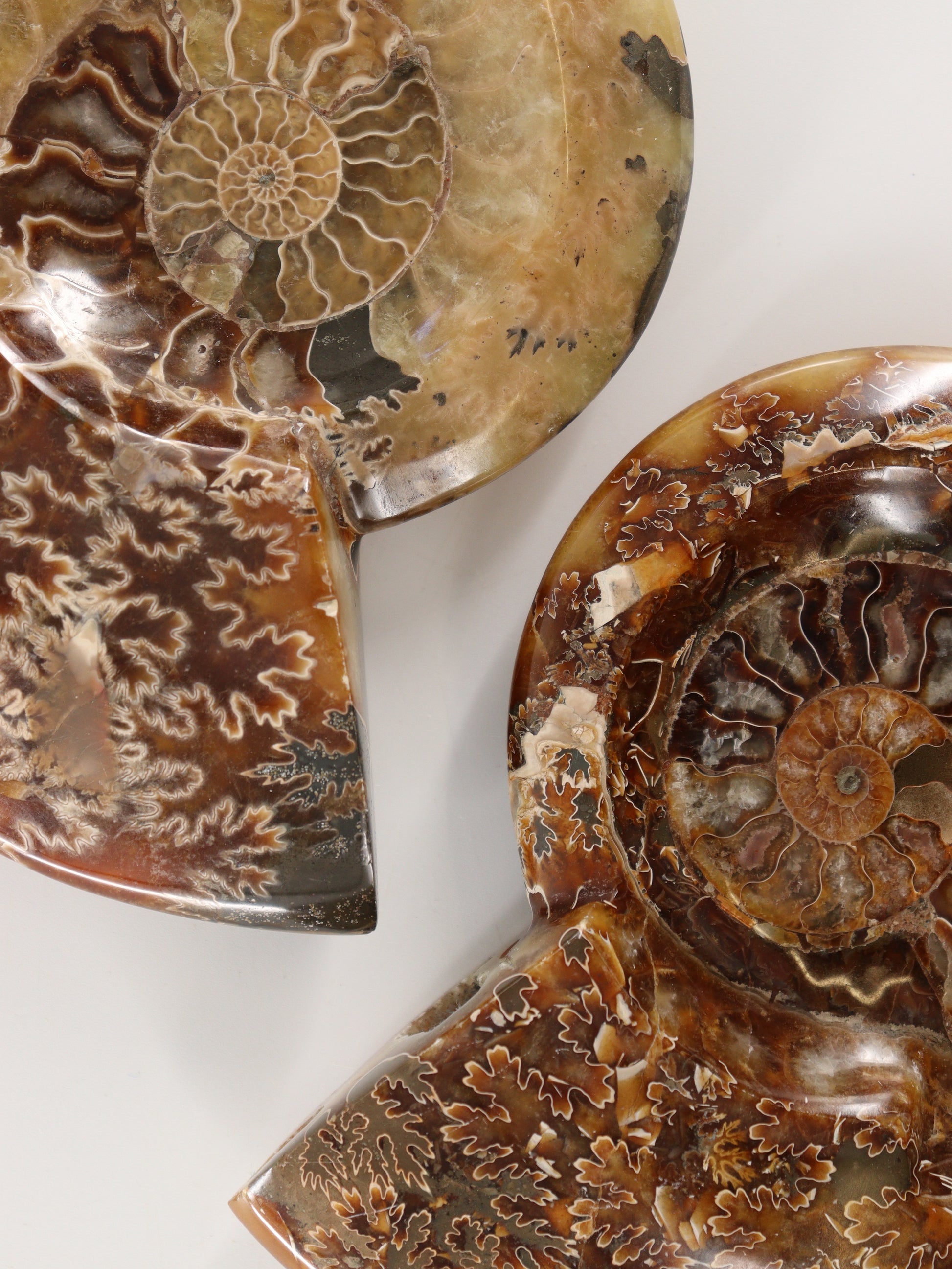 Ammonite Bowls Set of 2 - Expert Wholesale and Supplier of Wholesale Crystals & Bulk Gemstones, []