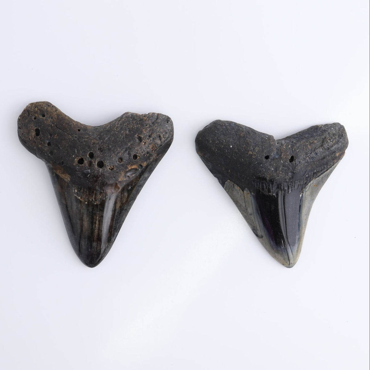 Megalodon Teeth Set of 5 - wholesale crystals