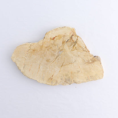 Petrified Wood Slices & Slabs Set of 4