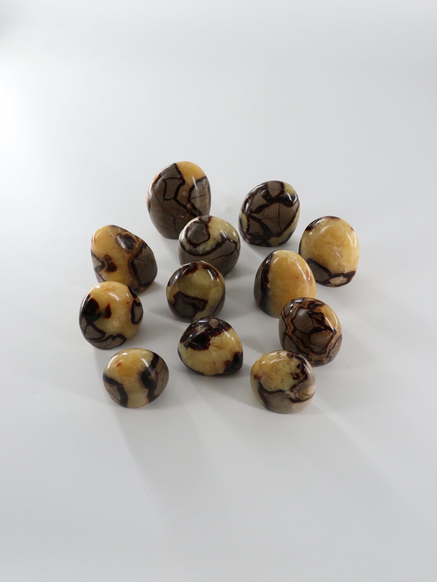Septarian Freeforms Set of 12 - Expert Wholesale and Supplier of Wholesale Crystals & Bulk Gemstones, []