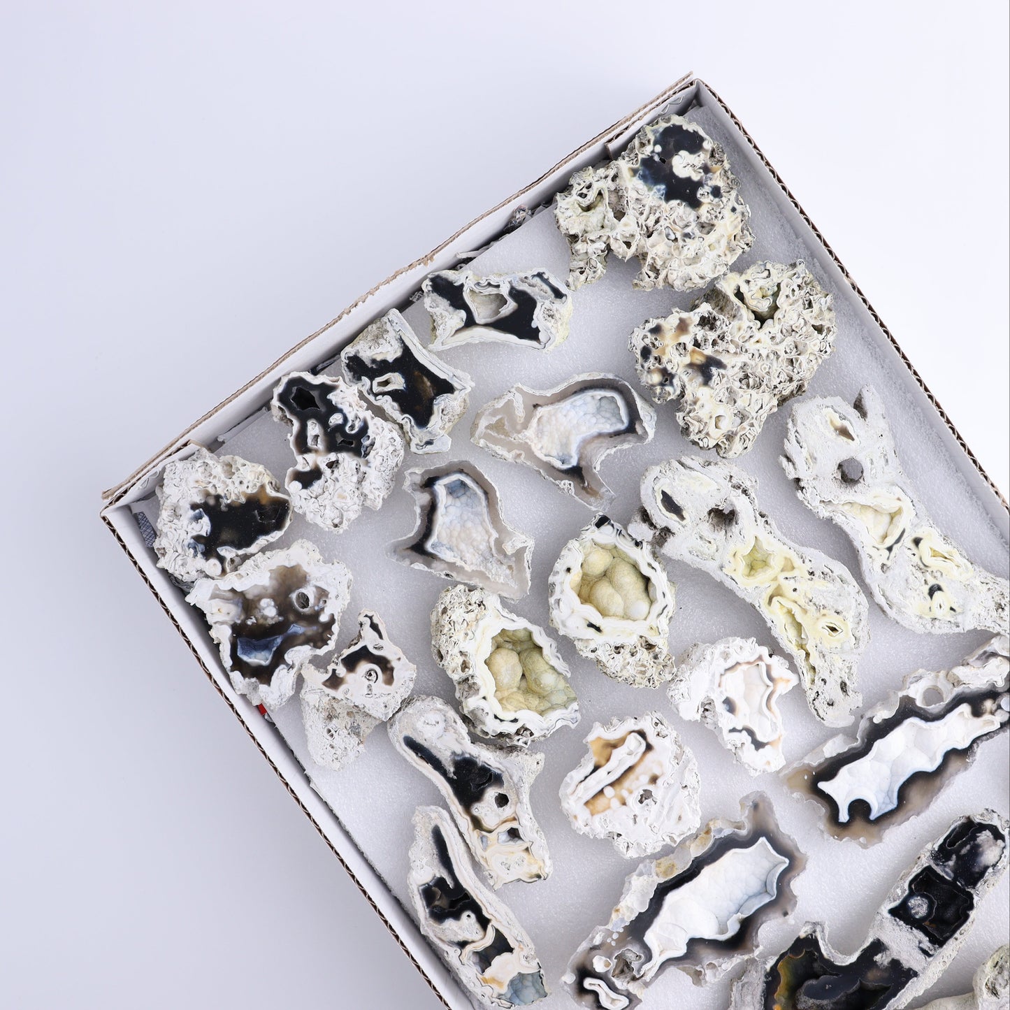 Agatized Coral Flat - Expert Wholesale and Supplier of Wholesale Crystals & Bulk Gemstones, ["Agate","Agatized Coral","Coral","United States"]
