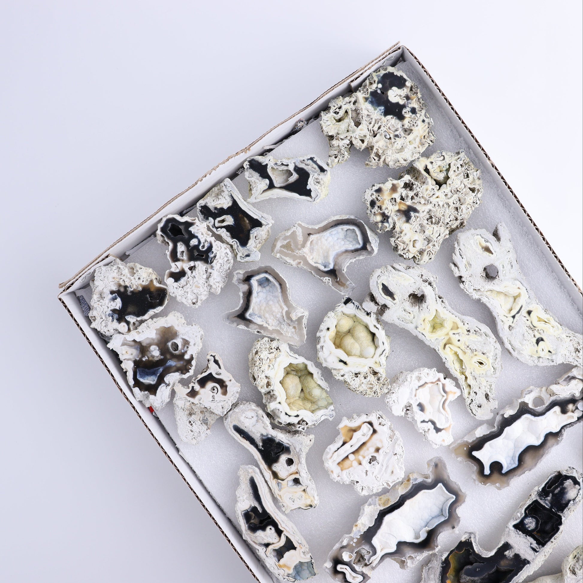Agatized Coral Flat - Expert Wholesale and Supplier of Wholesale Crystals & Bulk Gemstones, ["Agate","Agatized Coral","Coral","United States"]