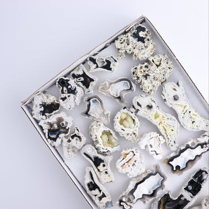 Agatized Coral Flat - Expert Wholesale and Supplier of Wholesale Crystals & Bulk Gemstones, ["Agate","Agatized Coral","Coral","United States"]