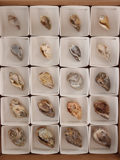 Fossil Shells Flat Set of 20 - Expert Wholesale and Supplier of Wholesale Crystals & Bulk Gemstones, []