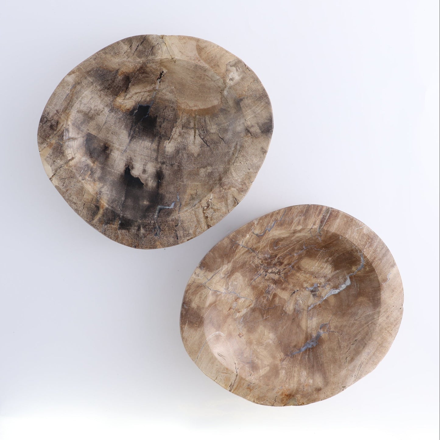 One Petrified Wood Brown Polished Bowl