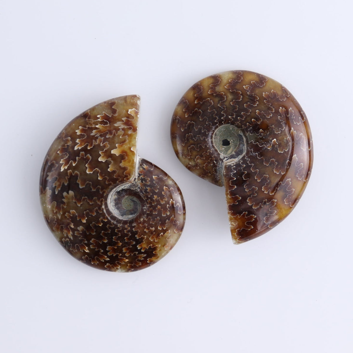Ammonite Shells Set of 9