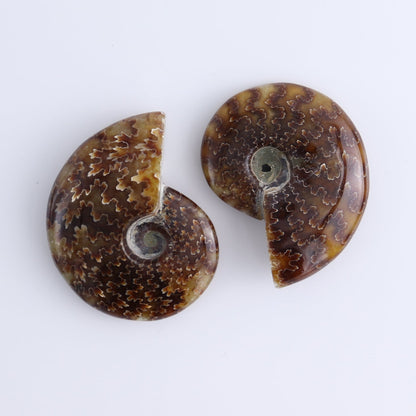 Ammonite Shells Set of 9