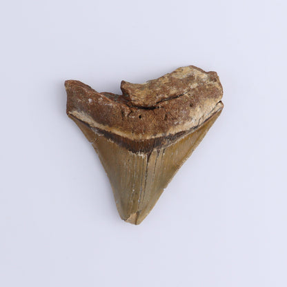 Megalodon Teeth Set of 3 - Expert Wholesale and Supplier of Wholesale Crystals & Bulk Gemstones, ["Megalodon Teeth","United States"]