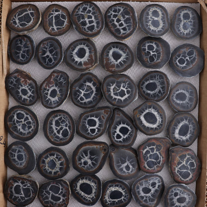 Septarian Geodes Flat - Expert Wholesale and Supplier of Wholesale Crystals & Bulk Gemstones, ["Geodes","Septarian"]