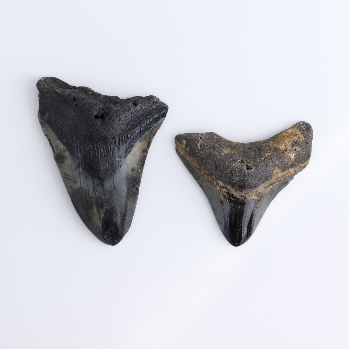 Megalodon Teeth Set of 5 - wholesale crystals
