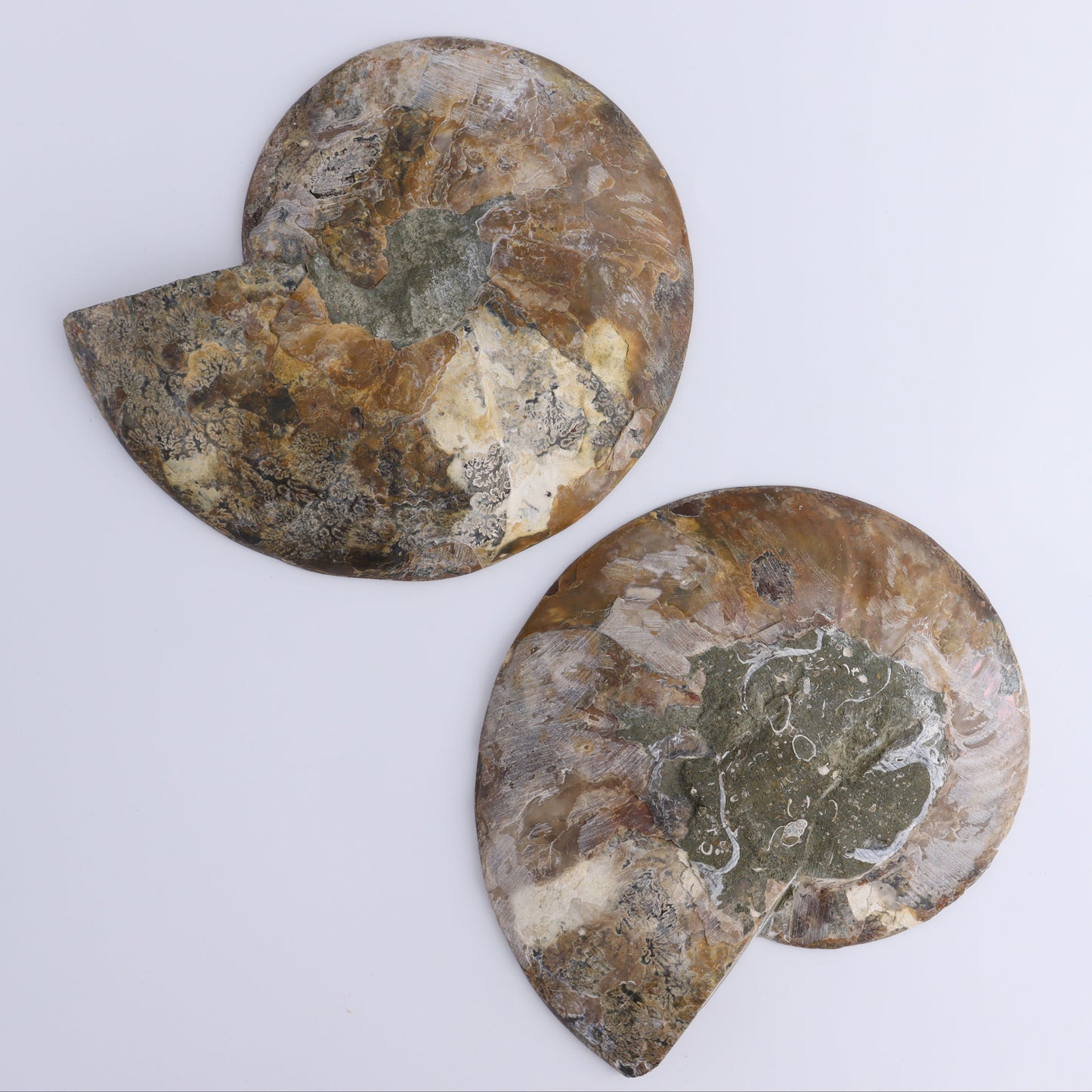 Ammonite Pair - Expert Wholesale and Supplier of Wholesale Crystals & Bulk Gemstones, ["Ammonite","Madagascar","shells"]