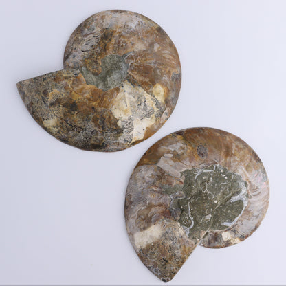 Ammonite Pair - Expert Wholesale and Supplier of Wholesale Crystals & Bulk Gemstones, ["Ammonite","Madagascar","shells"]