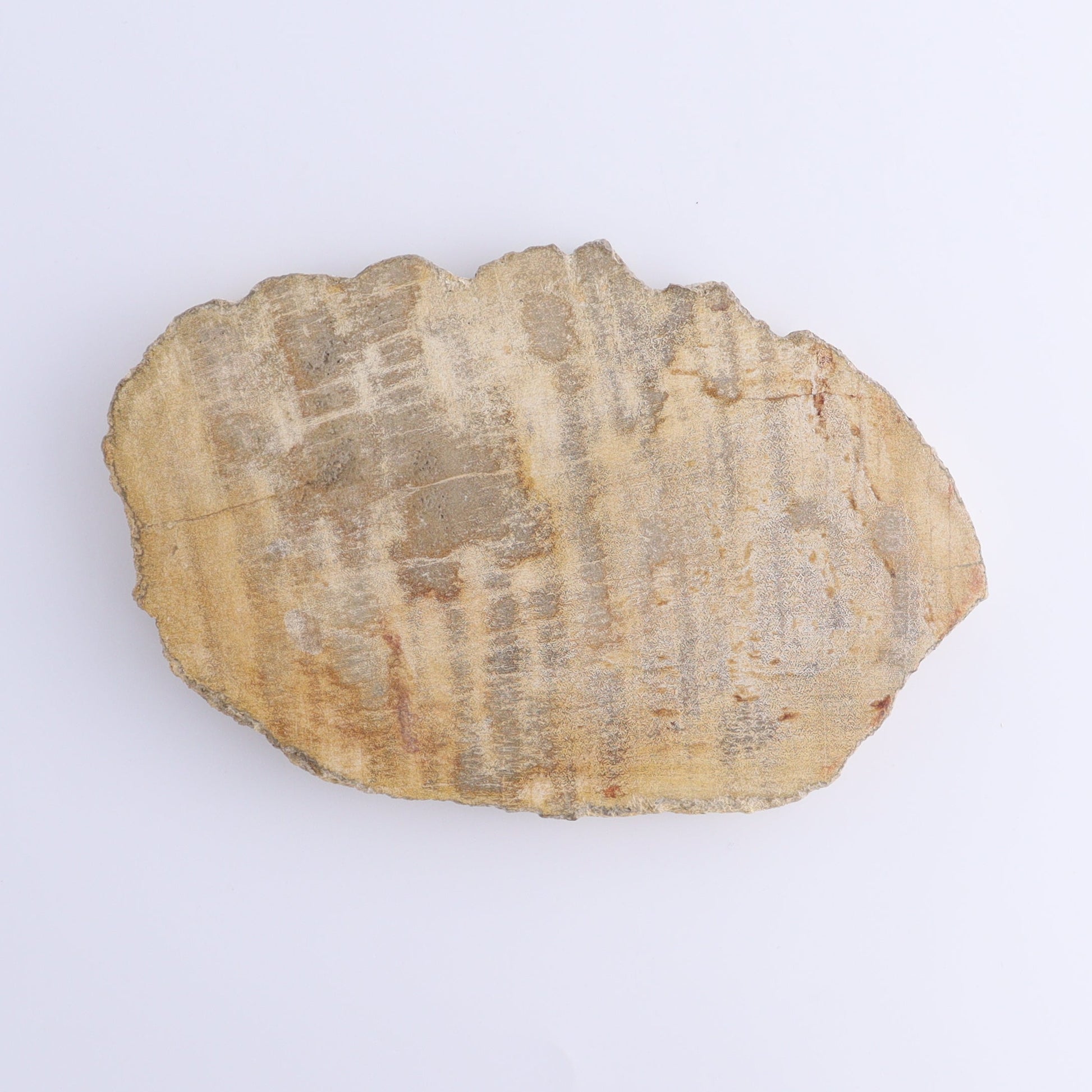 Petrified Wood Slices & Slabs Set of 4 - Expert Wholesale and Supplier of Wholesale Crystals & Bulk Gemstones, ["Freeforms","Indonesia","Petrified Wood","Slices and Slabs"]
