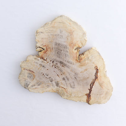 Petrified Wood Slices & Slabs Set of 4