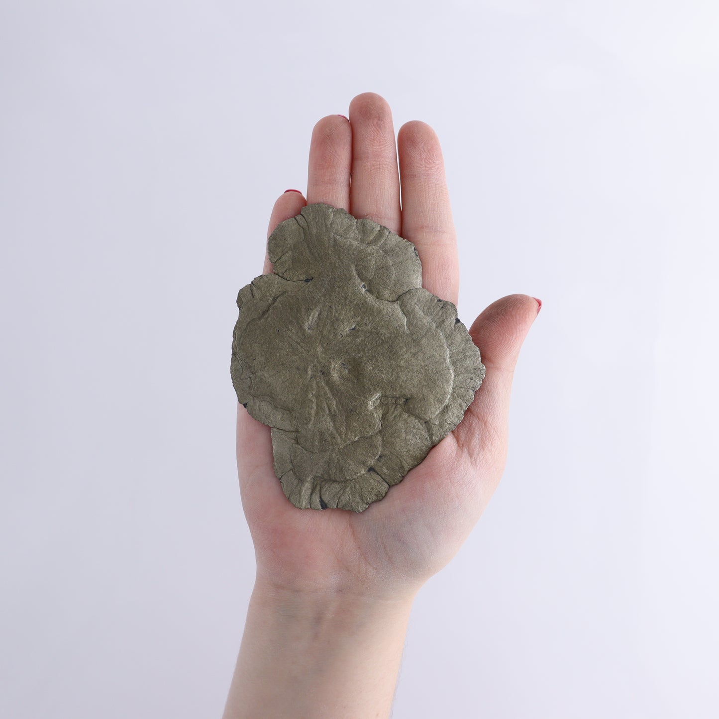 Pyrite Suns Flat of 12 - Expert Wholesale and Supplier of Wholesale Crystals & Bulk Gemstones, ["Pyrite","Suns","United States"]