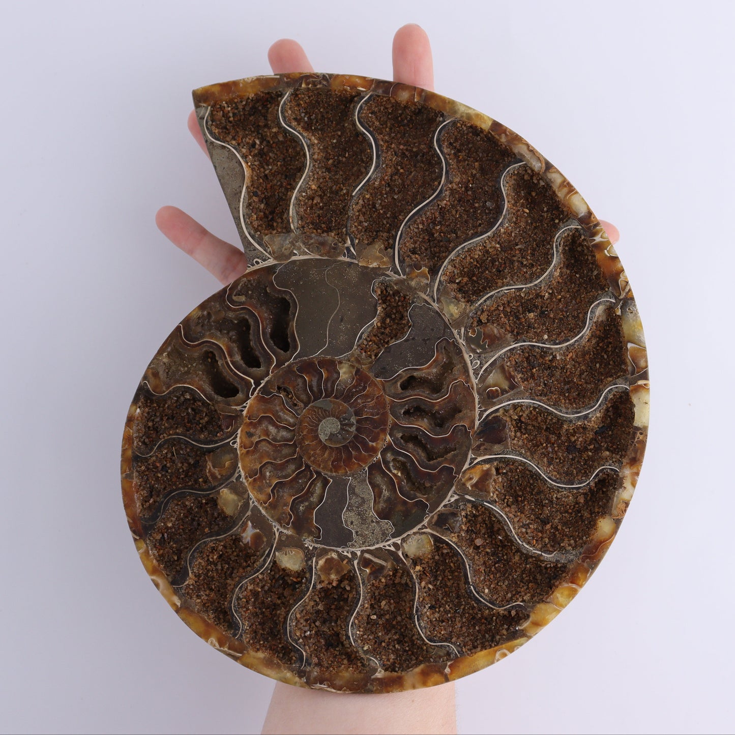 Ammonite Pair - Expert Wholesale and Supplier of Wholesale Crystals & Bulk Gemstones, ["Ammonite","Madagascar","shells"]