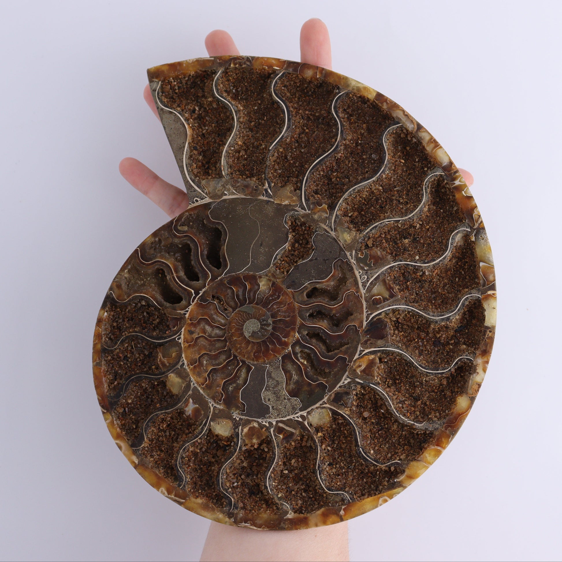 Ammonite Pair - Expert Wholesale and Supplier of Wholesale Crystals & Bulk Gemstones, ["Ammonite","Madagascar","shells"]