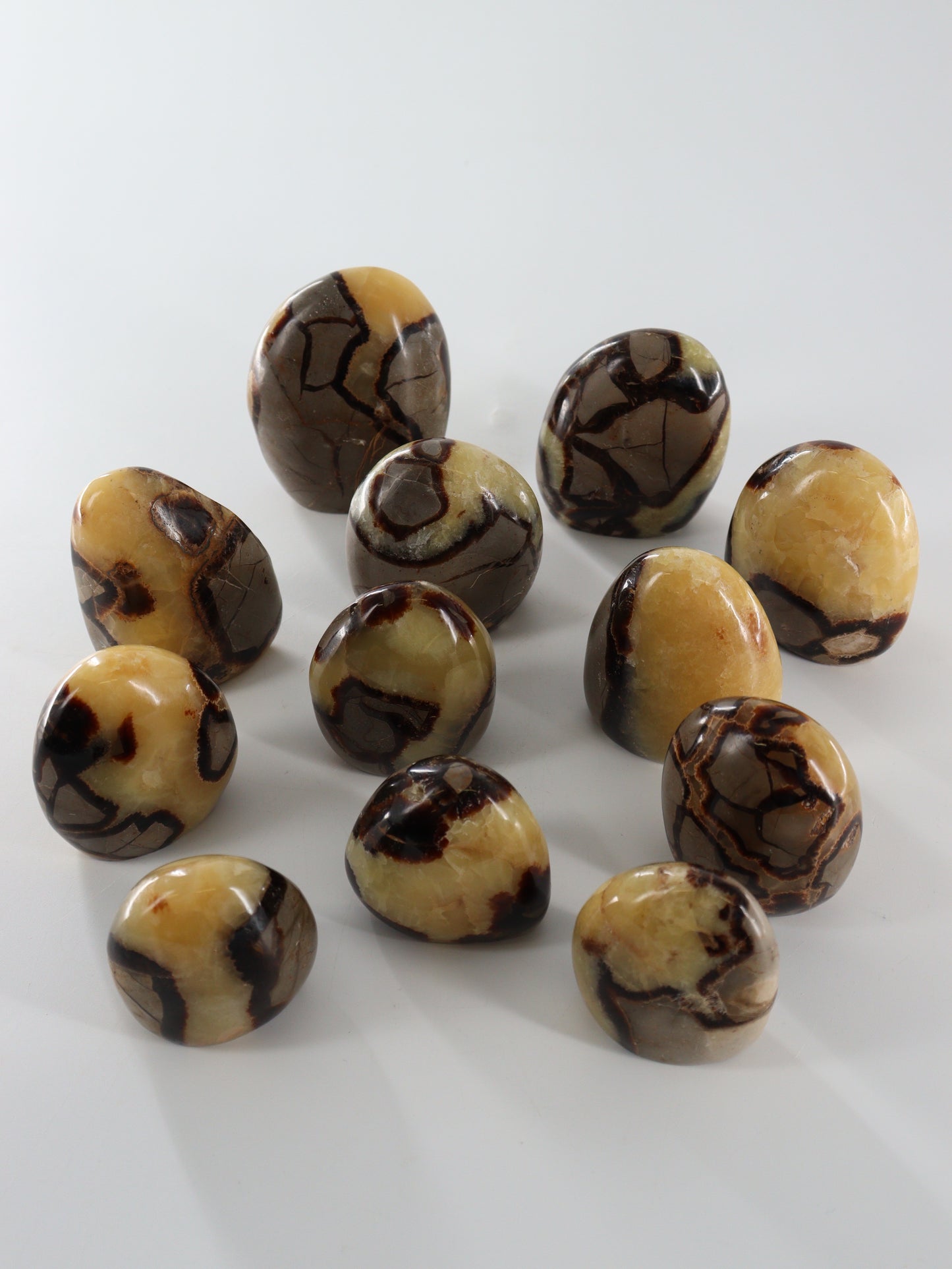 Septarian Freeforms Set of 12 - Expert Wholesale and Supplier of Wholesale Crystals & Bulk Gemstones, []