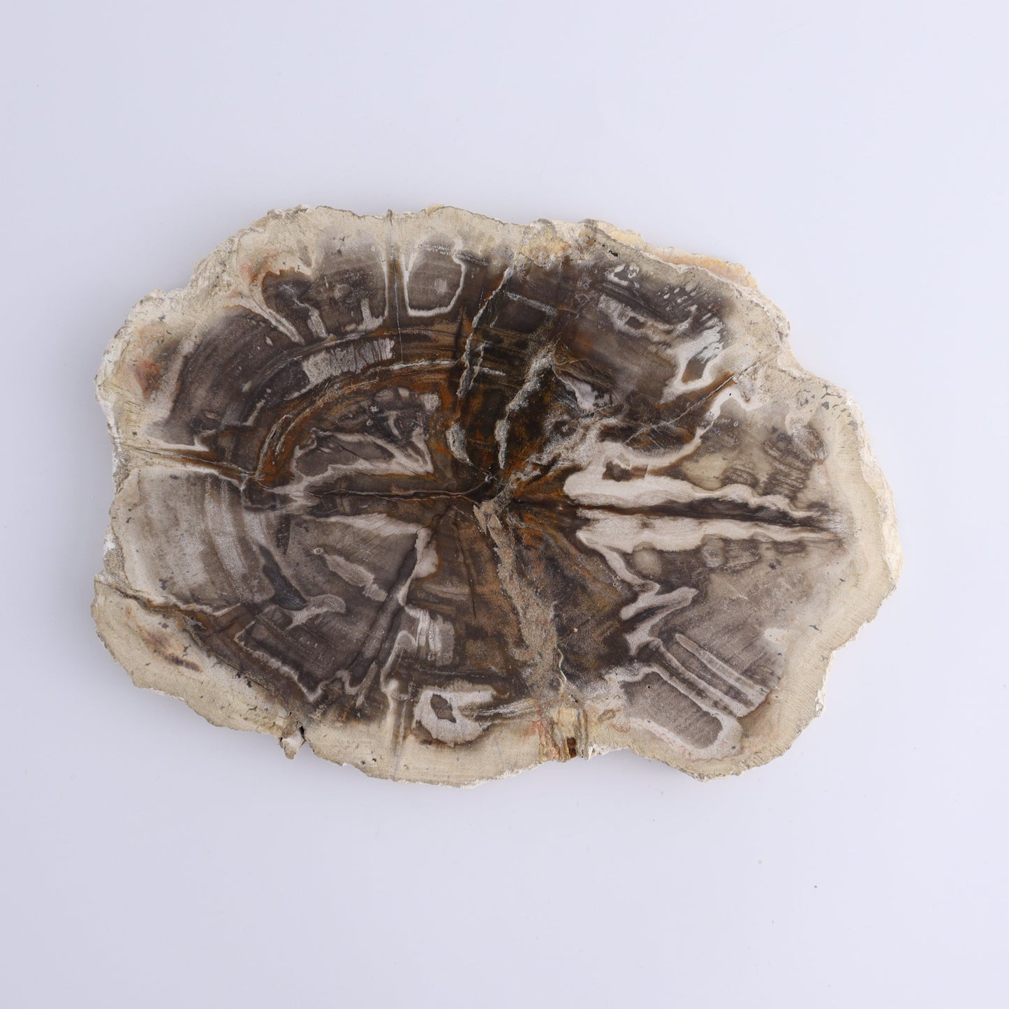 Petrified Wood Slices & Slabs Set of 3 - Expert Wholesale and Supplier of Wholesale Crystals & Bulk Gemstones, ["Freeforms","Indonesia","Petrified Wood","Slices and Slabs"]