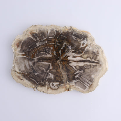 Petrified Wood Slices & Slabs Set of 3 - Expert Wholesale and Supplier of Wholesale Crystals & Bulk Gemstones, ["Freeforms","Indonesia","Petrified Wood","Slices and Slabs"]