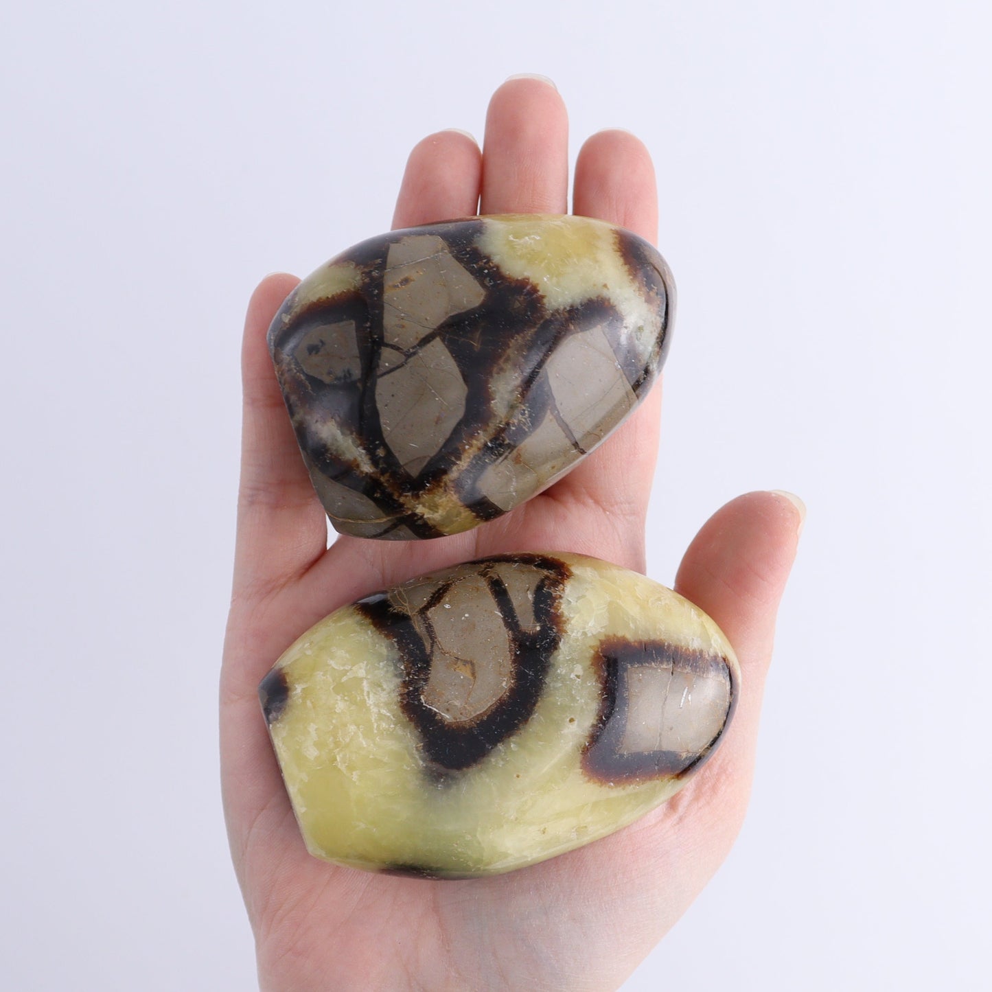 Septarian Freeforms Set of 12 - Expert Wholesale and Supplier of Wholesale Crystals & Bulk Gemstones, ["Freeforms","Madagascar","Septarian"]