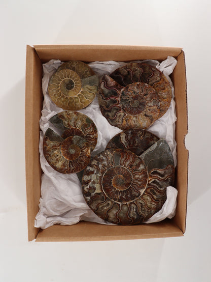 Ammonite Pairs Set of 4 - Expert Wholesale and Supplier of Wholesale Crystals & Bulk Gemstones, []