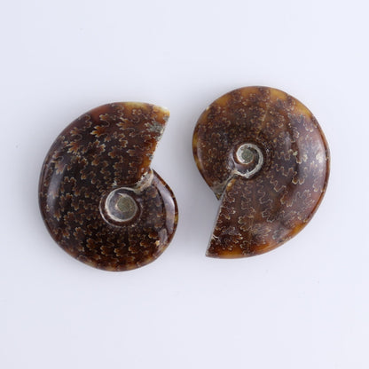 Ammonite Shells Set of 9