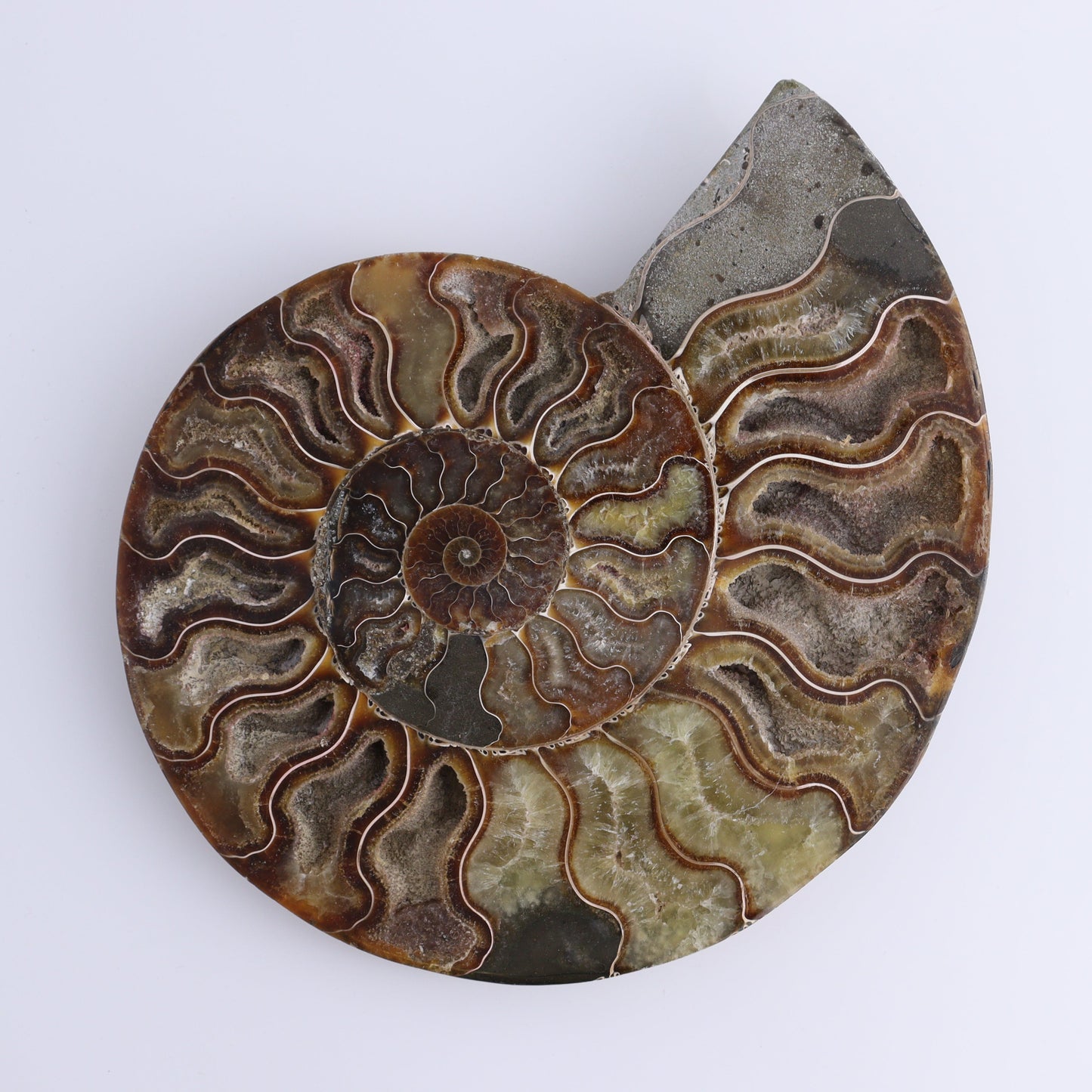 Ammonite Pair - Expert Wholesale and Supplier of Wholesale Crystals & Bulk Gemstones, ["Ammonite","Madagascar","shells"]