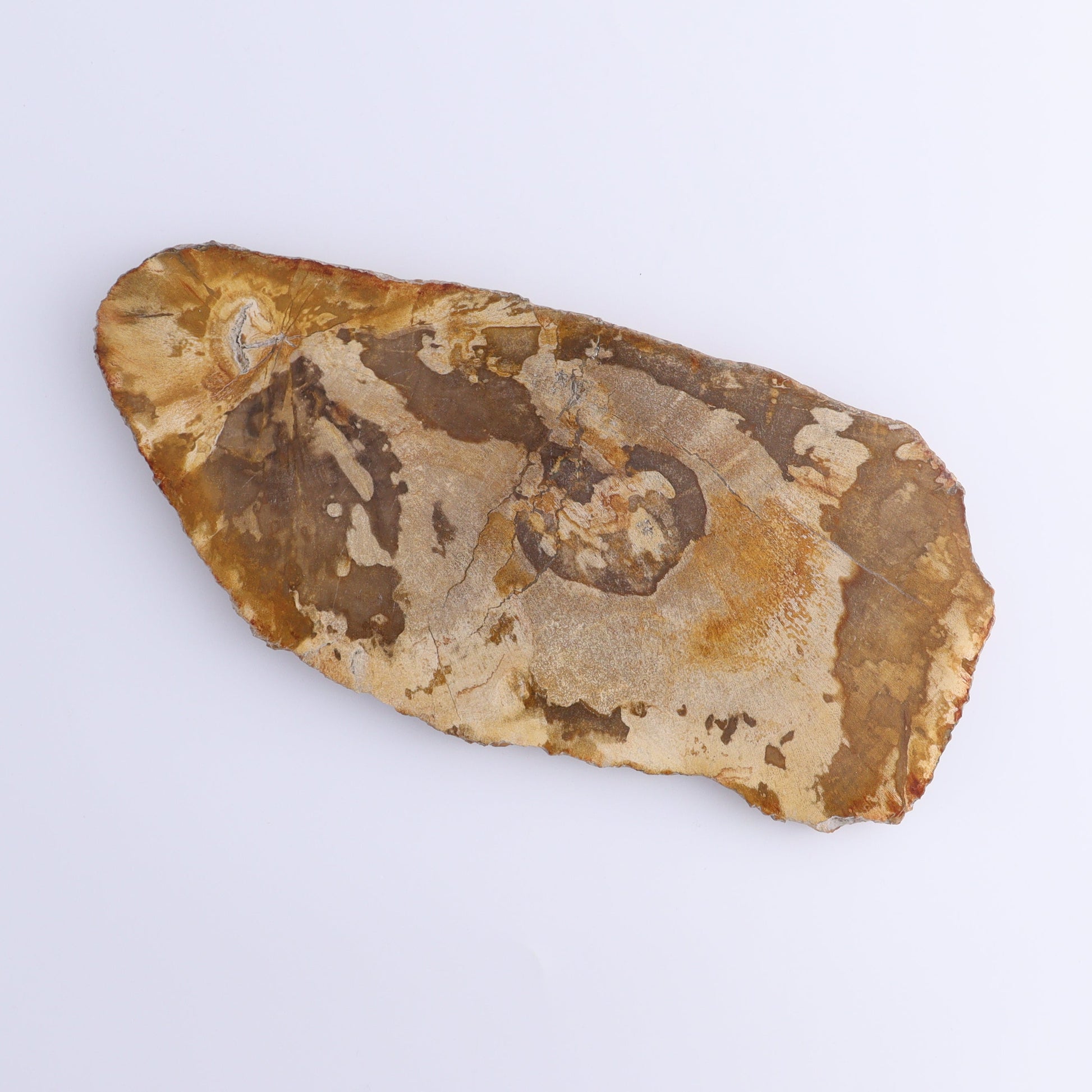 Petrified Wood Slices & Slabs Set of 4 - Expert Wholesale and Supplier of Wholesale Crystals & Bulk Gemstones, ["Freeforms","Indonesia","Petrified Wood","Slices and Slabs"]
