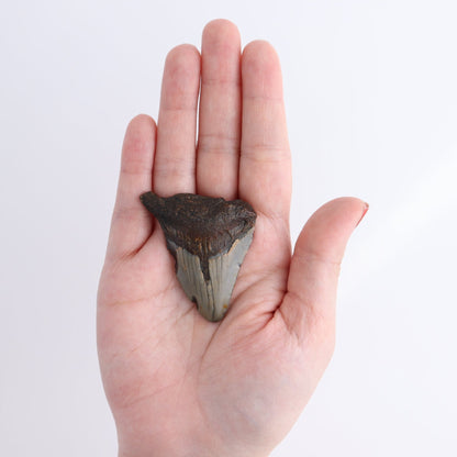 Megalodon Teeth Set of 6 - wholesale crystals