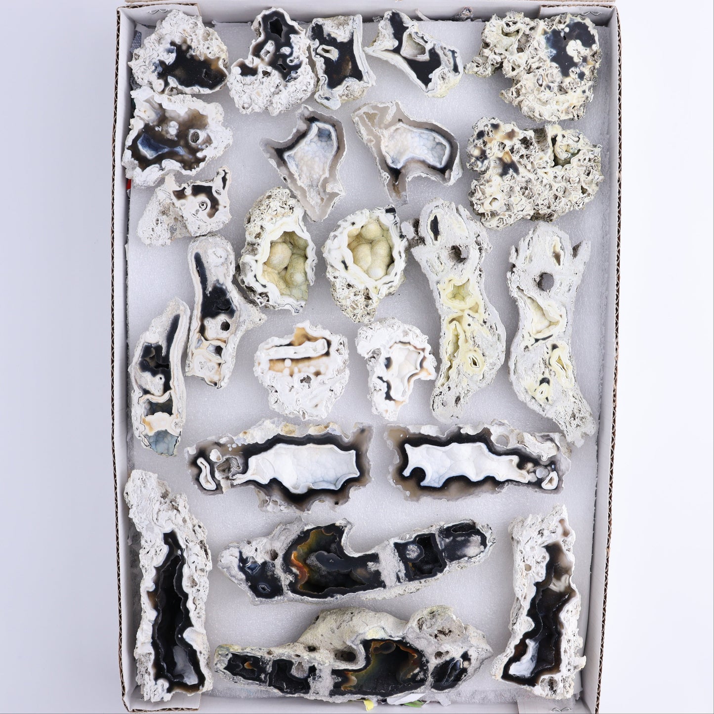 Agatized Coral Flat - Expert Wholesale and Supplier of Wholesale Crystals & Bulk Gemstones, ["Agate","Agatized Coral","Coral","United States"]