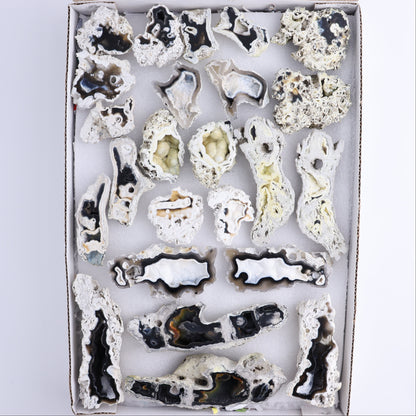 Agatized Coral Flat - Expert Wholesale and Supplier of Wholesale Crystals & Bulk Gemstones, ["Agate","Agatized Coral","Coral","United States"]