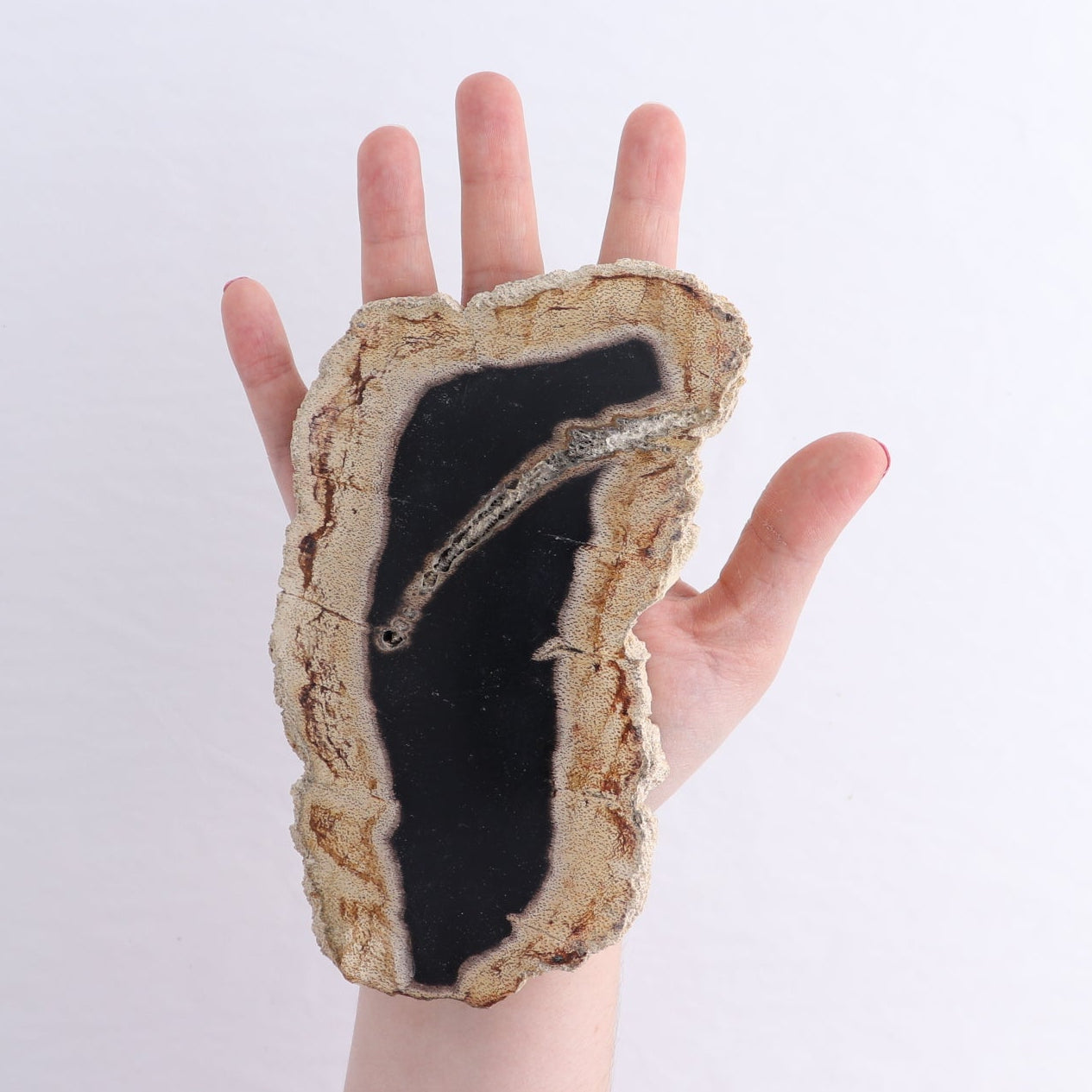 Petrified Wood Slices & Slabs Set of 4