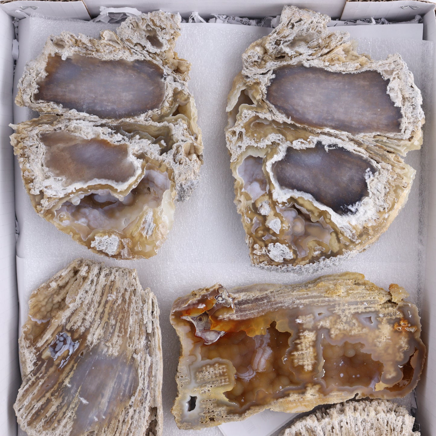 Agatized Coral Flat