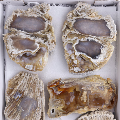 Agatized Coral Flat